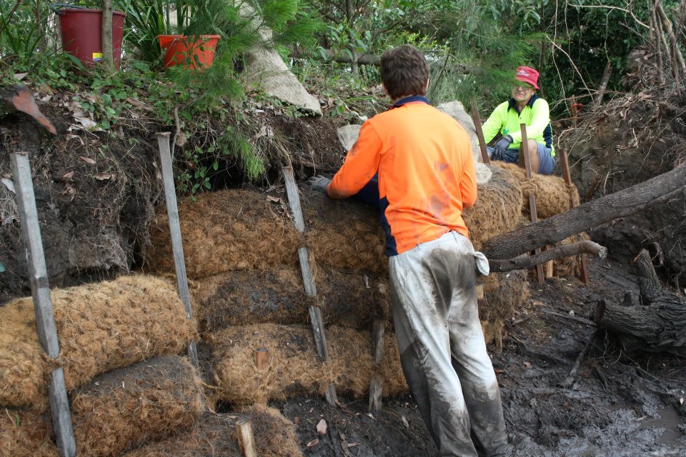 Coir log wall 2012