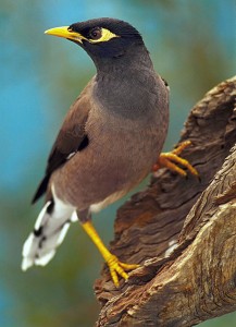 Indian myna