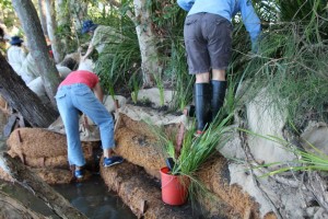 Building the coir log wall.