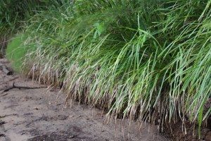 Coir log wall completed in previous years.