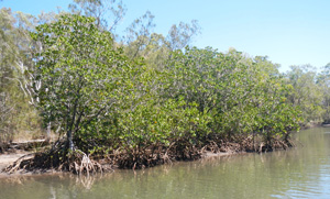 Red mangroves in Currimundi Creek.