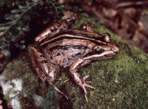 Striped Marsh Frog © Australian Museum 