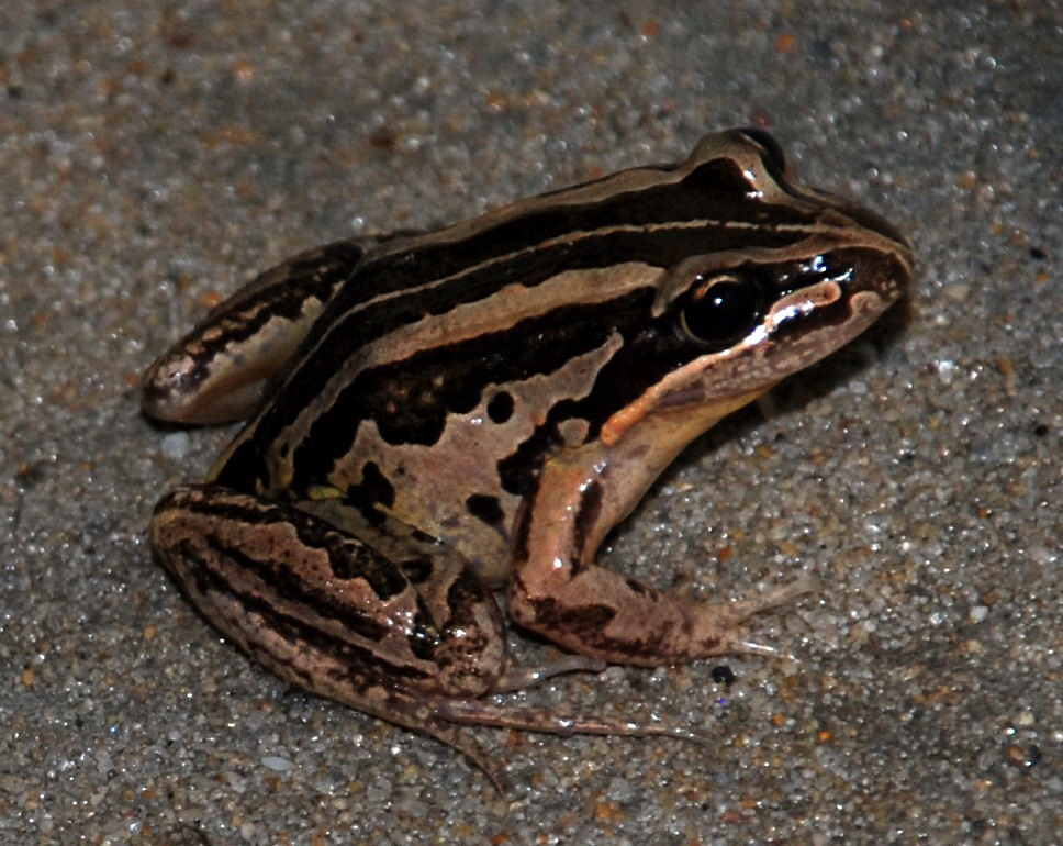 Striped marsh frog image