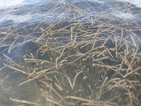 Seagrass bed in Lake Currimundi