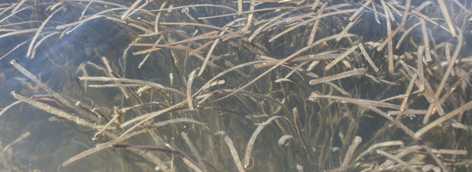 Seagrass in Currimundi lake