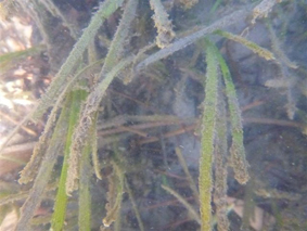 seagrass20131101_025small