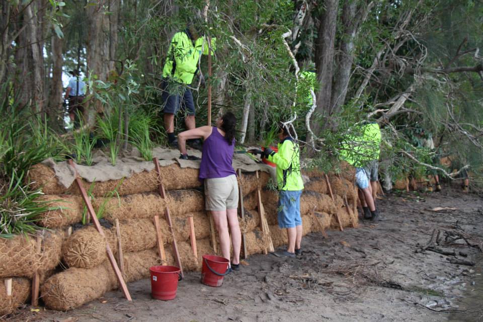 Coir log wall building 2