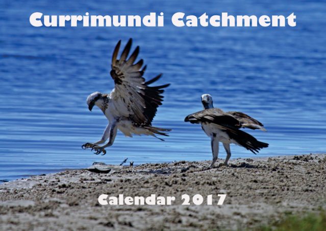 Image of front cover of 2017 calendar with two osprey landing on bach