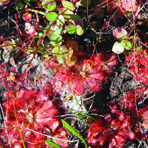 Image of Sundew (Drosera Spatulata) 