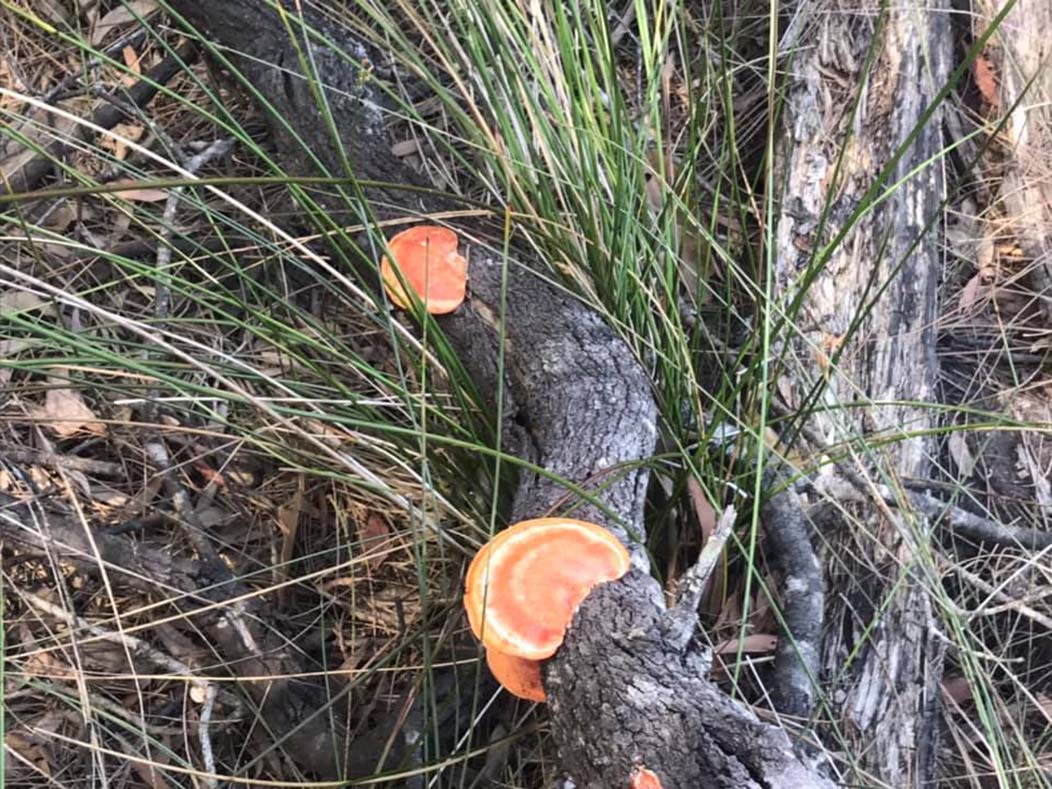 Image Leacys Bushland reserve fungi on log