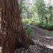 Image of large Swamp mahogany Leacy's Bushland reserve