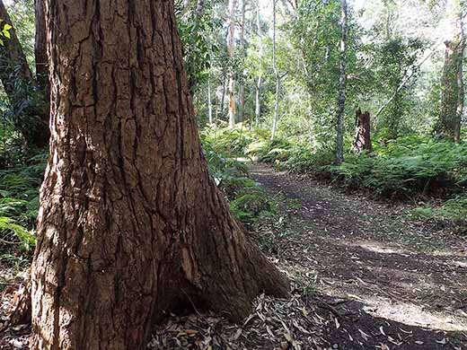 Image of large Swamp mahogany Leacy's Bushland reserve