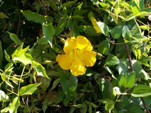 Cats claw creeper vine