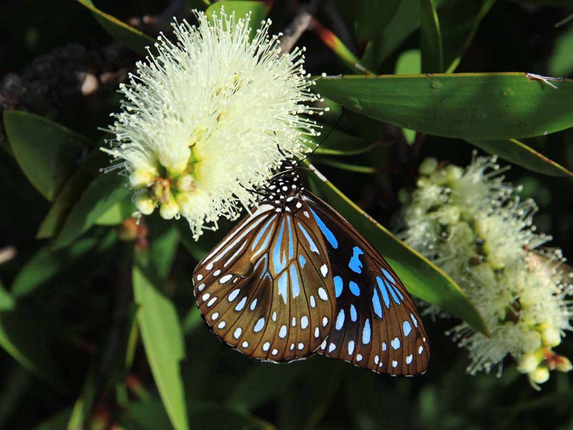 Image of Blue Tiger butterfly and flower