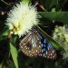 Image of Blue Tiger butterfly and flower