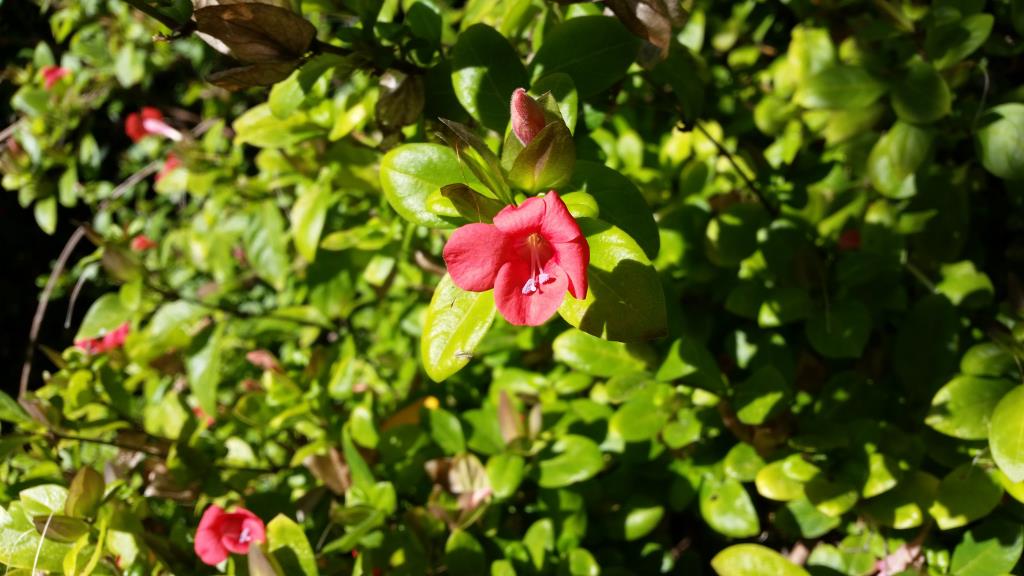 Image of Barleria Repens plant (flower and foliage)