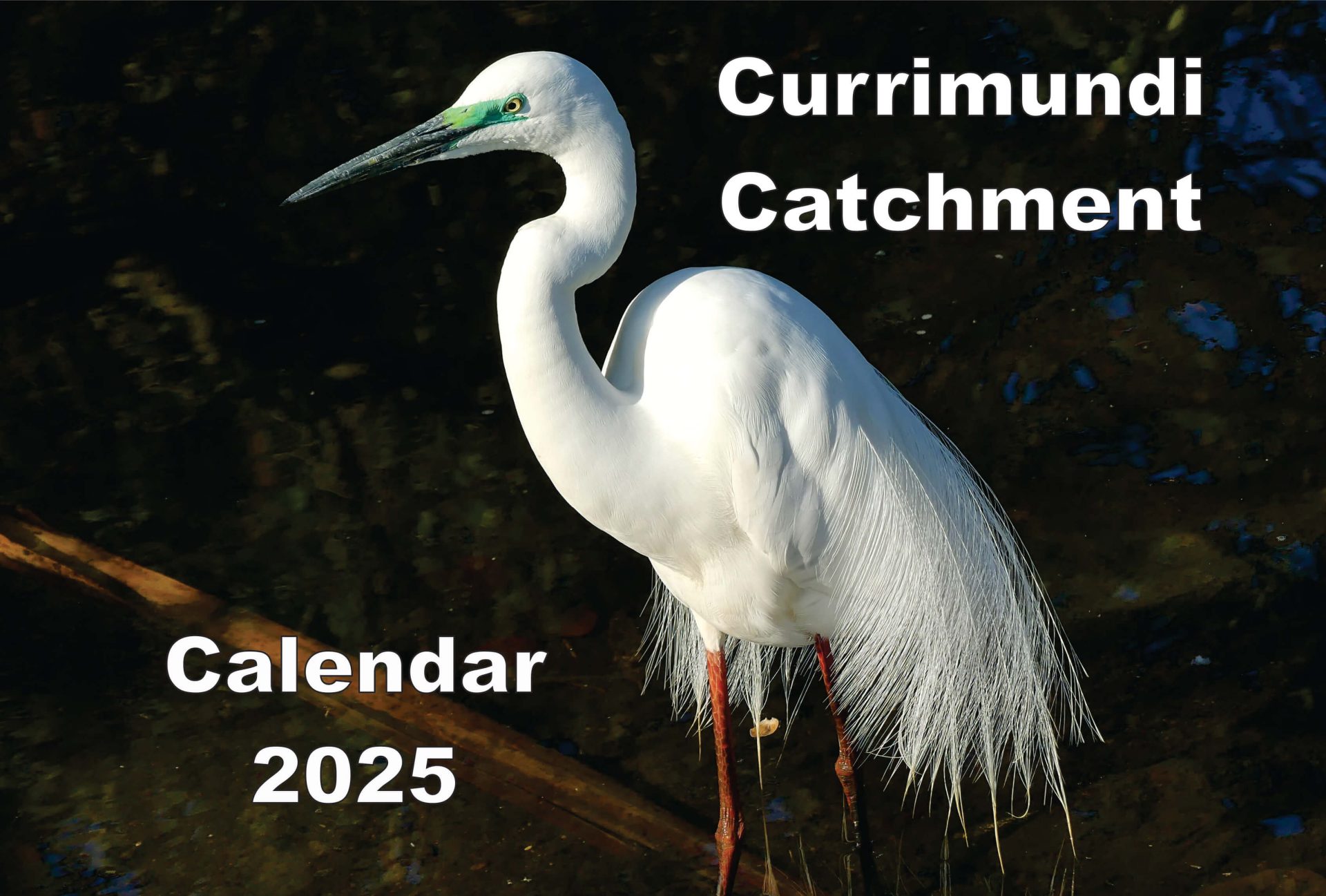 Image of front cover of 2025 Currimundi Wall Calendar featuring a Great Egret by Russell Strachan.