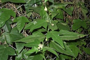 Image of invasive plant Corky's Passion Vine