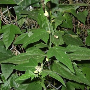 Image of invasive plant Corky's Passion Vine