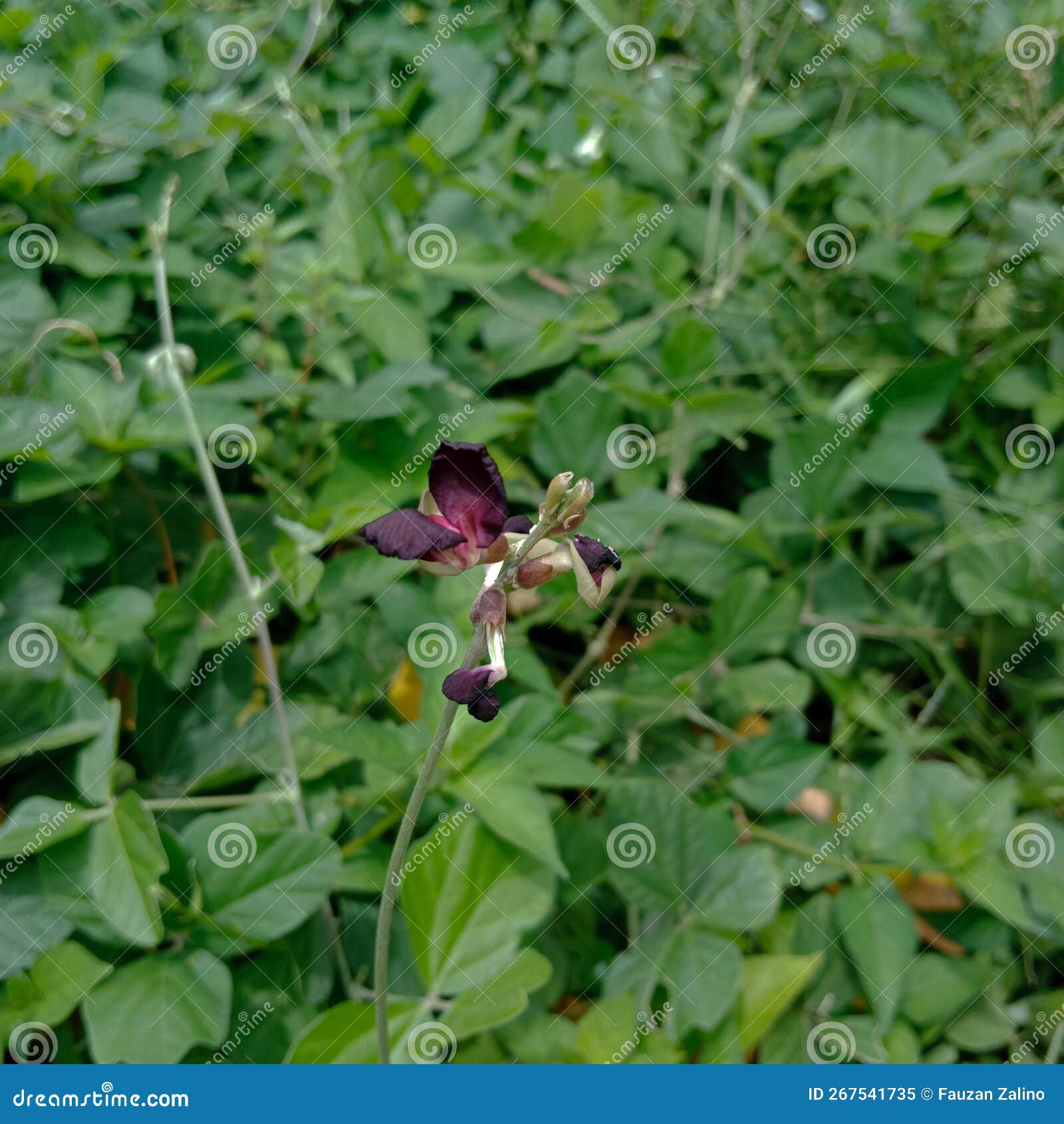 Image of siratro - an invasive plant.