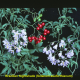 Image of invasive weed Brazilian Nightshade